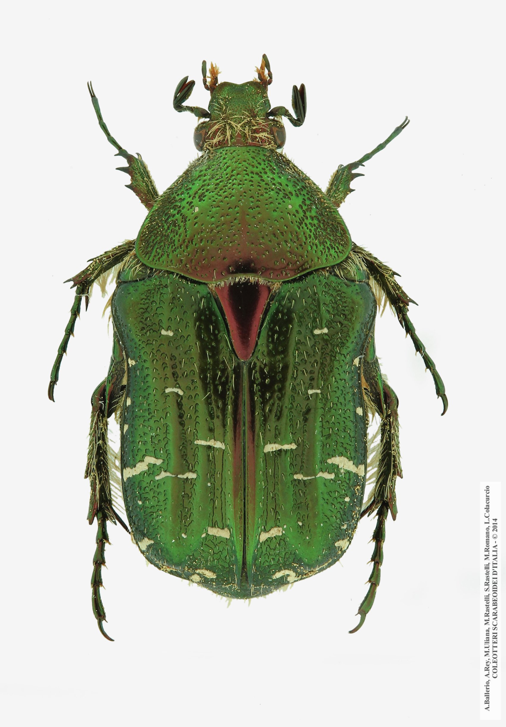Cetonia carthami carthami